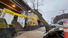 A tree uprooted and fell onto a home in Chelsea, Massachusetts, as a storm hit on Thursday, April 4, 2024.