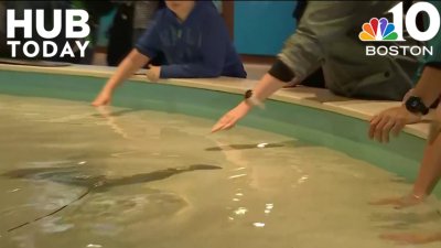 Shark and Ray Touch Tank at the New England Aquarium