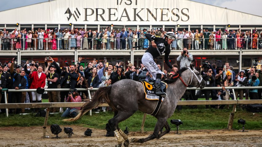 Jockey Jaime Torres riding Seize the Grey #6 celebrates after winning the 149th running of the Preakness Stakes