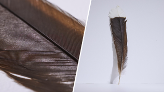huia bird feather