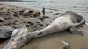 Large whale washes ashore in Swampscott