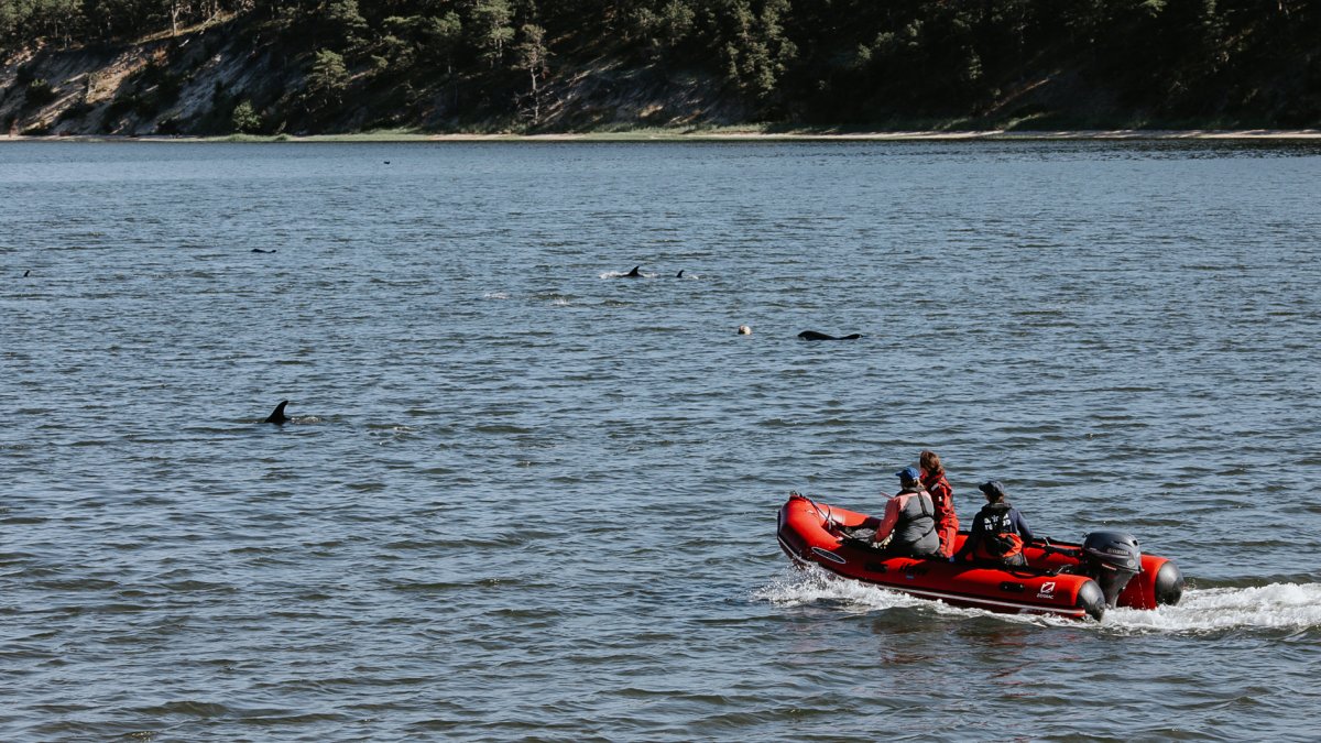 2024 Cape Cod dolphin stranding the biggest in US history, IFAW says NECN