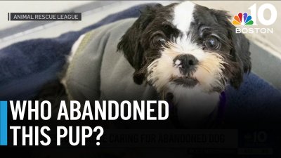 Puppy recovering after being abandoned in Boston
