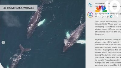 161 whales sighted off Massachusetts