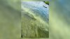 Cyanobacteria blooms reported at Lake Winnipesaukee