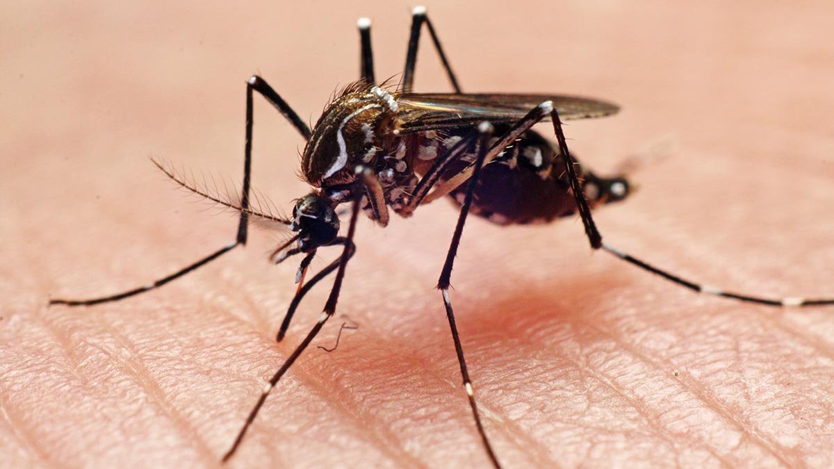 Re4sitance Development Insects Las Vegas’ growing mosquito problem is ‘a ticking time bomb’ – NBC Boston