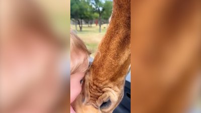 WATCH: Giraffe scoops child from vehicle in Texas wildlife park