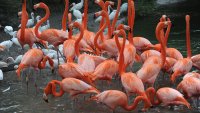 Photo of American flamingos provided by Ron Magill
