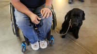 Service dogs helped ease PTSD symptoms in US military veterans, researchers say