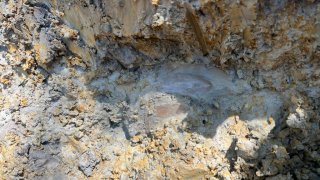 The 6.5-inch megalodon tooth discovered at the "Lightning Site" in South Carolina.