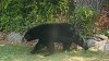 Police issue warning about black bear sightings in Haverhill