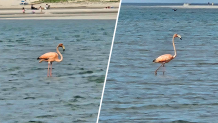 A flamingo spotted on Cape Cod in spring 2024.