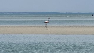 A flamingo spotted on Cape Cod in Massachusetts in spring 2024.