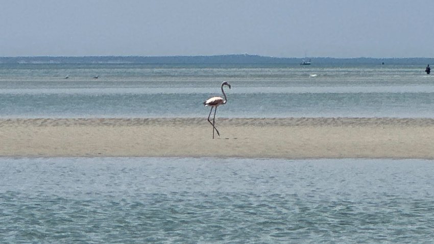 A flamingo spotted on Cape Cod in Massachusetts in spring 2024.