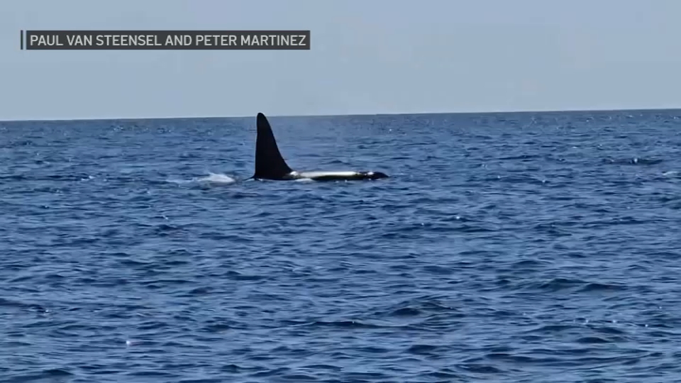Video shows orca spotted off coast of Chatham – NBC Boston
