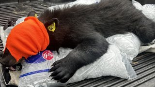 A sedated black bear in the back of a pickup truck in Worcester, Massachusetts, on June 14, 2024.
