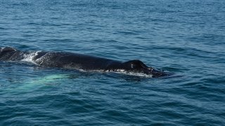 A humpback whale swims off the coast of Massachusetts on July 8, 2024