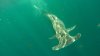Hammerhead shark spotted swimming off Cape Cod