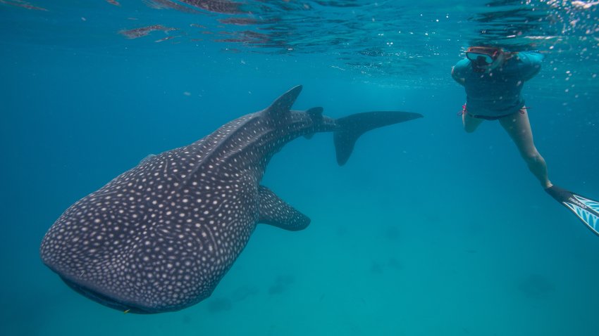 A snorkeler swims next to a whale shark in the Philippines.