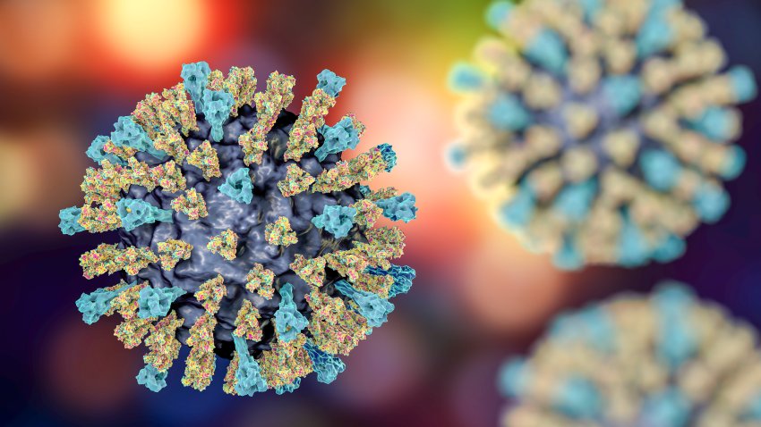 Measles virus particle, computer illustration. This virus, from the Morbillivirus group of viruses, consists of an RNA (ribonucleic acid) core surrounded by an envelope studded with surface proteins haemagglutinin-neuraminidase and fusion protein, which are used to attach to and penetrate a host cell. Measles is a highly infectious itchy rash with a fever. It mainly affects children, but one attack usually gives life-long immunity.