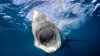 Maine town — site of the state's first fatal shark attack — issues warning after multiple sightings