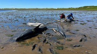 IFAW rescue workers helping several of the 146 dolphins trapped in the area of Wellfleet on Cape Cod starting on Friday, June 28, 2024.