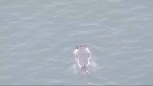 Aerial view of a whale swimming on the coast of Massachusetts