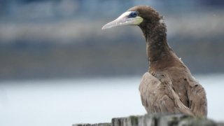Brown booby perched in South Boston beach