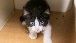 Mavis the kitten who was rescued from a car’s engine