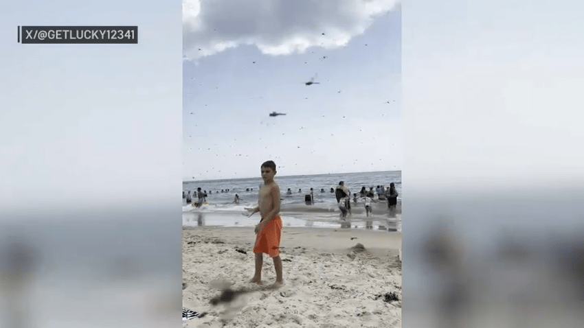 Dragonflies swarming over a Rhode Island beach on Saturday, July 29, 2024.