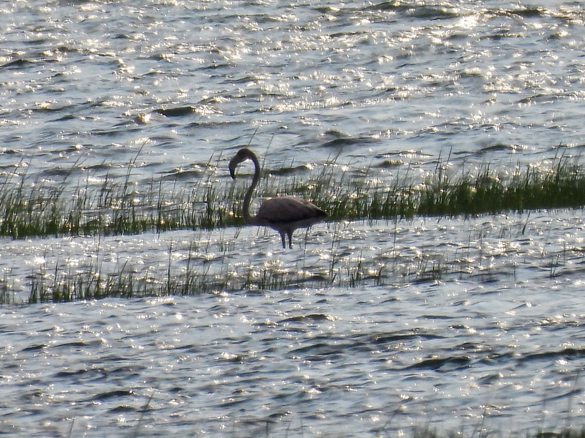 Flamingo in the water on Cape Cod on July 24, 2024