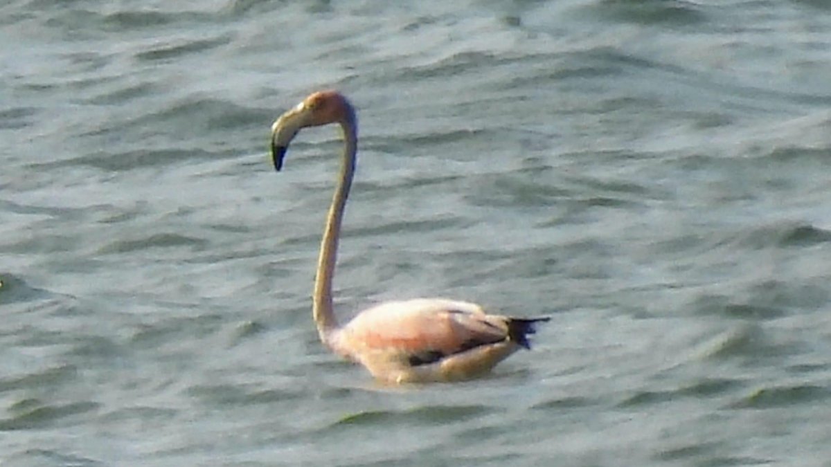 The Cape Cod Flamingo appears to be back – NBC Boston