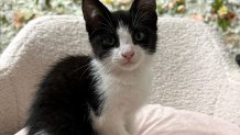 Mavis the kitten who was rescued from a car's engine 