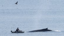 Whale breeching near kayaker on Monday morning