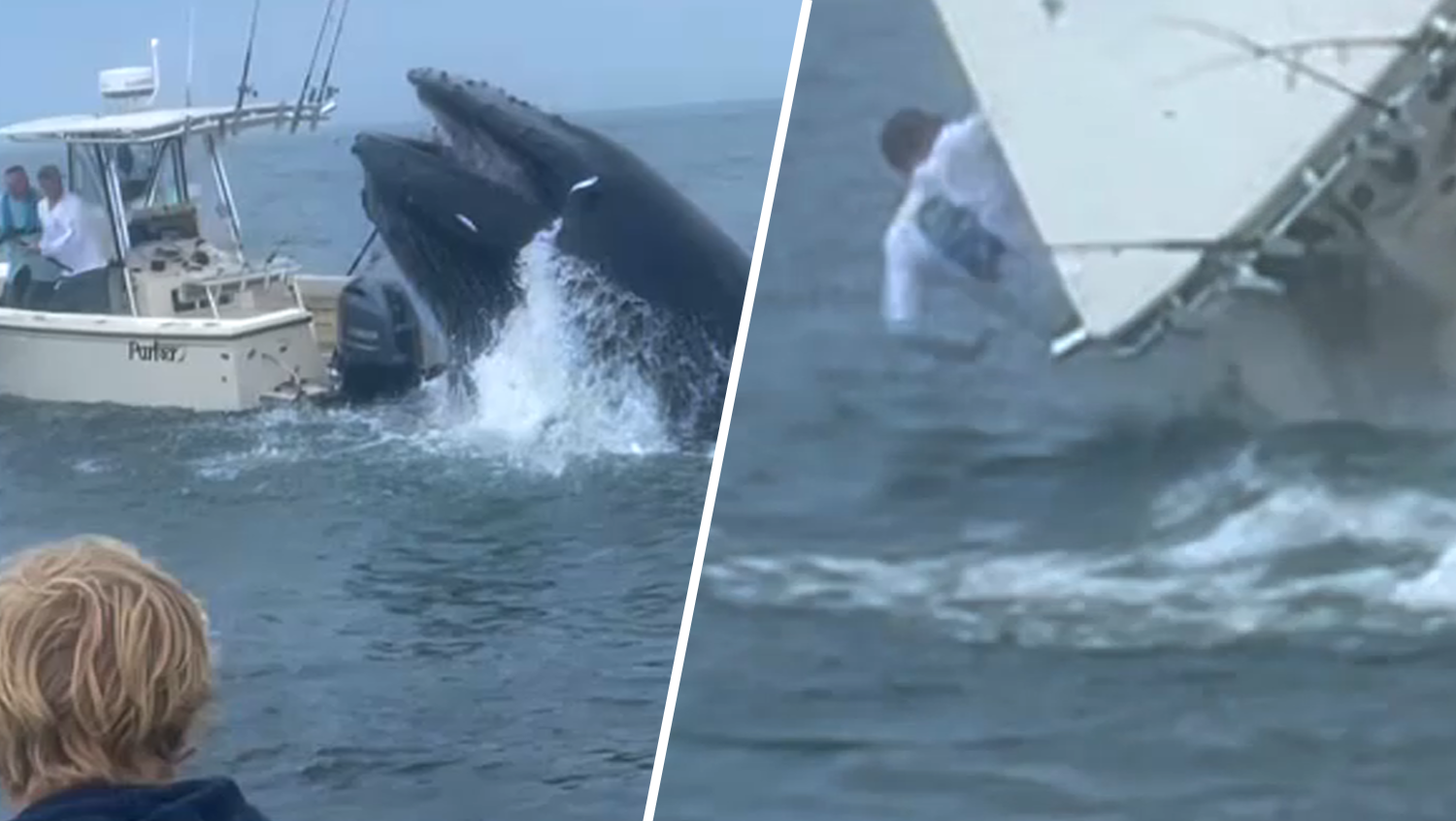 Two images from video of a humpback whale breaching onto a fishing boat off Portsmouth, New Hampshire, on Tuesday, July 23, 2024. The boat capsized, throwing the two people on board into the ocean, but both survived.