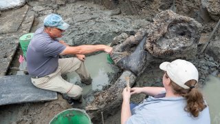 John Doershuk points to the spot where the mastodon trunk would have been attached to the skull.