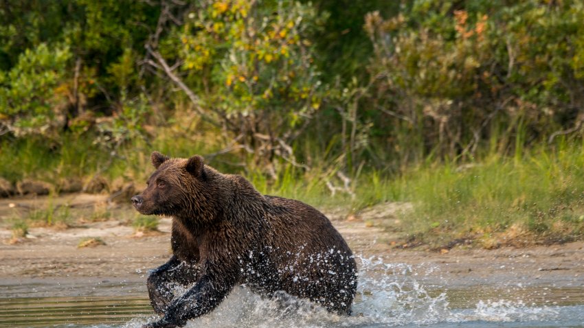 A Brown bear