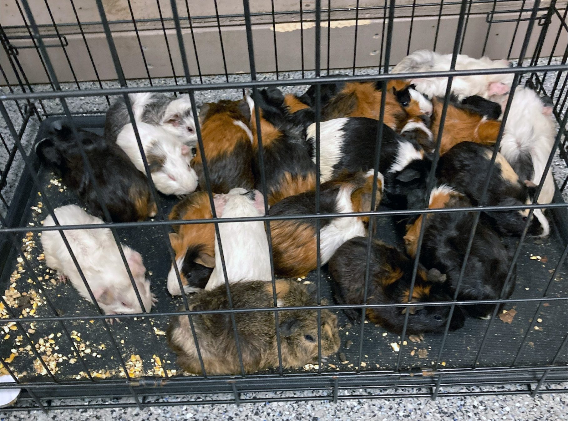 GuineaPigs3.jpg?quality=85&