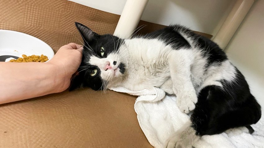 A human hand pets a black and white cat