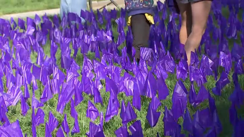 File photo of purple flags across the Boston Common, honoring those lost to opioid overdoses