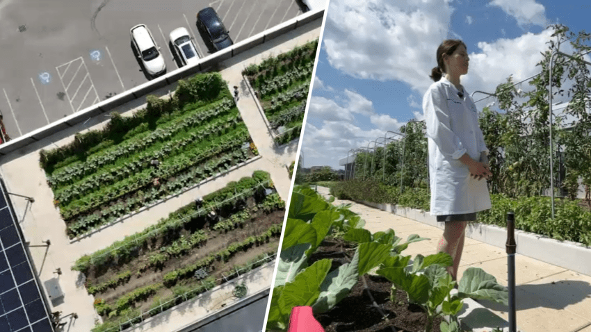 A split image - one side is an aerial view of a rooftop garden and the other is a woman in a lab coat standing in the garden