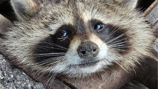 A racoon with its head stuck in a storm drain in Cambridge, Massachusetts, on Thursday, August 1, 2024