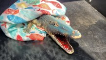 A toy alligator that prompted a call to Andover, Massachusetts' animal control