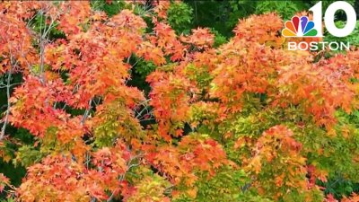 Fall foliage in New England: Here's what to expect this year