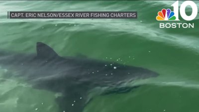 Crane Beach remains closed because of shark activity