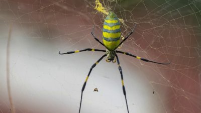 Giant Joro spider has made its way to Boston