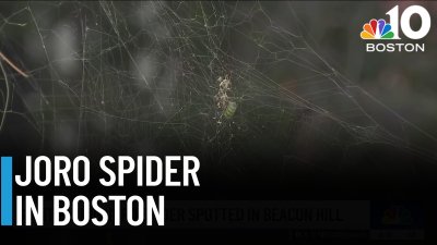 Mass. residents shocked by giant flying spider in Boston: ‘Some kind of Halloween prank'