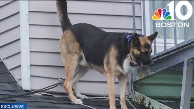 Rescuing Rocky: How a dog got stuck on a Revere roof and then was saved