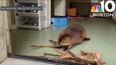 Thousands of residents eager to keep Nibi the beaver safe in Mass.