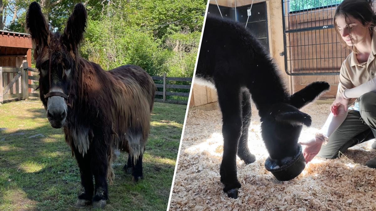 Rare donkey dies weeks after birth at Franklin Park Zoo – NBC Boston